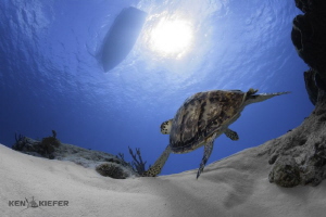 Drifting along with a brisk current, this Hawksbill turtl... by Ken Kiefer 